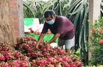 Trung Quốc coi loại trái cây này của Việt Nam là một "sản phẩm quan trọng", là quả gì?