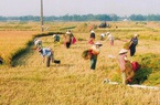 “Bí kíp” để nông dân Bình Định thắng lớn vụ hè thu