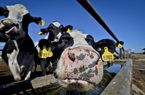 Trang trại bò sữa Mỹ lao đao khi giá thức ăn chăn nuôi tăng vọt, nguyên nhân một phần do Trung Quốc