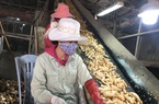 Tại sao Trung Quốc đột ngột giảm mua loại nông sản này của Việt Nam, chuyển sang mua của Thái Lan?