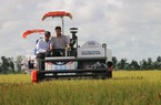 Lộc Trời (LTG): Lợi nhuận quý III/2021 sẽ co hẹp lại vì xuất khẩu gạo gặp khó