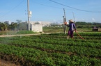 Đà Nẵng: Nông dân phấn khởi khi được ra đồng thu hoạch hoa màu cho kịp mùa vụ 