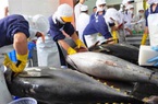 Xuất khẩu cá ngừ tăng chậm lại ở các thị trường trọng điểm, DN đang nỗ lực tìm hướng mới 