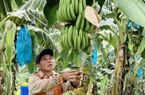 Trung Quốc đột nhiên tạm dừng thu mua loại trái cây này, nông dân Lào Cai, Lai Châu đứng ngồi không yên