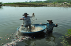 Quảng Ngãi: Lạ mà hay, nuôi ghép tôm - cua- cá trong ao, nhưng cho hiệu quả kinh tế bất ngờ