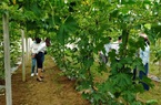 Quảng Ngãi: Nông dân mạnh dạn trồng rau an toàn để mở hướng làm giàu