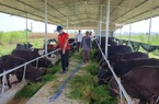 Quảng Nam: Nuôi giống bò 3B to bự, nhiều nông dân ở Điện Bàn vươn lên làm giàu