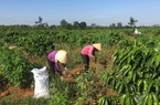 Dấu lặng từ những cuộc "hồi hương" giữa mùa dịch Covid-19 - Bài 4: Nan giải "giữ chân" nông dân