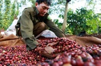 Giá nông sản hôm nay 6/8: Cà phê giữ ở mức cao, hồ tiêu và heo hơi nối dài đà giảm
