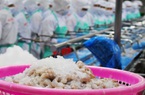 Cà Mau: Một công ty thủy sản cho 90 công nhân sơ chế tôm, vi phạm phòng chống dịch