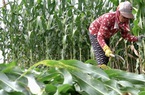 Quảng Ngãi:
Trồng ngô sinh khối mang lợi nhuận khá, tốn ít công đang “hút” nông dân
