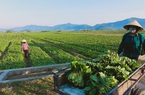Nghệ An: Hàng nghìn tấn rau đang “nằm ruộng” chờ đầu ra