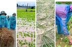 Quảng Ngãi:
Rau, lúa, hoa màu ngã ngập trong cơn bão số 5, thiệt hại hàng trăm tỷ đồng
