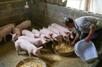 Giá thịt lợn tăng sốc rồi giảm sâu, các nhà sản xuất thịt Trung Quốc ngập trong nợ nần