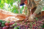 Xuất khẩu cà phê của Việt Nam được dự báo sẽ tăng mạnh, nhất là ở thị trường này