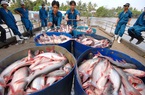 10 doanh nghiệp xuất khẩu cá tra, basa của Việt Nam không bị Mỹ áp thuế chống bán phá giá
