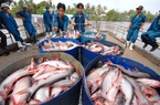 10 doanh nghiệp xuất khẩu cá basa, cá tra của Việt Nam không bị Mỹ áp thuế chống bán phá giá