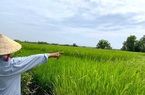 Đồng Tháp được phép chuyển hơn 31 ha đất trồng lúa sang phi nông nghiệp