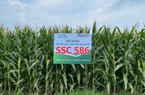 Giống ngô sinh khối SSC 586 có gì đặc biệt mà nông dân Tuyên Quang quyết mở rộng diện tích