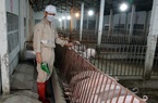 Có thế mạnh nông nghiệp nhưng vẫn chi 3 tỷ USD nhập khẩu thức ăn chăn nuôi