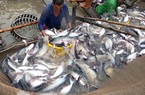 Nhu cầu thị trường vẫn tăng nhưng DN không thể đáp ứng, xuất khẩu cá tra tháng 8 lao dốc