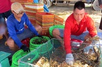 Phú Yên: Dân hối hả bắt tôm bán tránh mưa, bão, giá các loại tôm trong tình trạng "kẻ đi lên, người đi xuống"