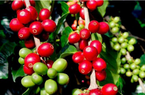 Giá xuất khẩu cà phê của Việt Nam sẽ còn tăng đến đâu?