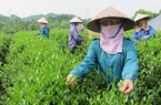Được thị trường Đài Loan ưa chuộng số 1, nhưng giá loại nông sản này của Việt Nam chỉ bằng 1/3 đối thủ