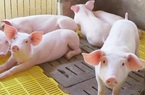 Tổng cục Thống kê lý giải vì sao "giá thức ăn chăn nuôi tăng cao nhưng giá lợn hơi lại giảm"?