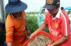 Mỹ, Nhật Bản tăng mua, tại sao xuất khẩu một sản phẩm chủ lực của Việt Nam vẫn đột ngột giảm 36%?