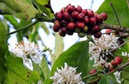Brazil tăng diện tích Robusta, đe dọa vị thế số 1 của cà phê Việt Nam