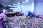Đơn hàng từ Mỹ, Nhật Bản bay về tới tấp, giá tôm xuất khẩu tăng, doanh nghiệp vẫn bất lực 