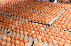 Không riêng Việt Nam, giá trứng gà tại Hàn Quốc đã tăng vọt trong nhiều tháng qua