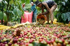 Giá nông sản hôm nay 5/9: Cà phê tuần qua tăng 100 đồng/kg; hồ tiêu vẫn nối dài đà giảm