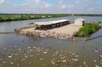 Nuôi vịt biển "quá lứa lỡ thì", vì Covid-19, ông Đoàn Văn Vươn ở Hải Phòng mong cộng đồng mua giúp lúc khó khăn