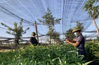 "Đánh liều" trồng hoa ly bằng củ hoa ly tái sinh, nông dân Đắk Lắk ngỡ ngàng vì cây nào cũng đẹp xuất sắc