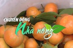 Chuyển động Nhà nông 17/01: Cam hữu cơ Hà Giang đạt mức giá cao kỷ lục