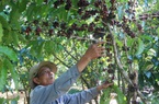 "Tuyệt chiêu" trồng cà phê khác người của lão nông Tây Nguyên, hái cà phê cắt luôn cả cành
