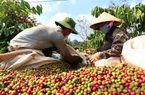 Mỹ mạnh tay chi hơn 5,72 tỷ USD mua loại hạt này, giá cà phê Việt Nam sẽ tăng?