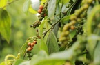 Giá nông sản hôm nay 2/1: Tiêu tăng 2.000 đồng/kg trong tuần; cà phê ổn định