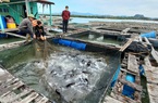 Hơn 1.000 tấn cá song ở Quảng Ninh cần hỗ trợ tiêu thụ dịp Tết Nguyên đán 2022