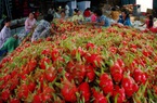 Xuất khẩu rau quả Việt sang Trung Quốc khó khăn, còn thị trường này thì dư địa vô biên