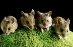 Nghiên cứu mới tiết lộ Omicron lây nhiễm cho chuột