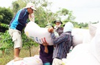 Châu Âu tăng tốc mua một loại hạt thơm nức của Việt Nam với giá tới 781 USD/tấn