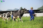 Mộc Châu Milk (MCM) lãi cả năm đạt 319 tỷ đồng, hoàn thành mục tiêu năm 2021