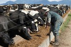 Công ty sữa hàng đầu thế giới nâng dự báo giá sữa thu mua