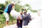 Việt Nam bất ngờ trong "top 8" các nhà nhập khẩu gạo của Ấn Độ