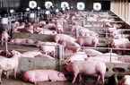 Tiêu thụ thịt lợn dịp Tết Nguyên đán có thể chỉ tăng thêm 12%, nhưng giá vẫn đi lên