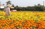 Đưa toàn hoa kiểng chơi Tết độc lạ lên mạng bán, nông dân miền Tây đỡ lo đầu ra