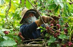 Dự báo "nóng" mới nhất về giá và xuất khẩu cà phê trong năm 2022